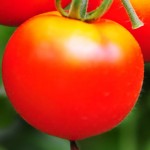 トマトサブ画像1